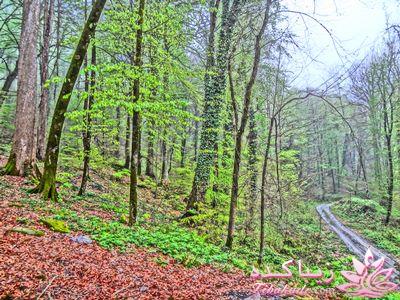 .:آلبوم عکسهای خودگرفته ما:.